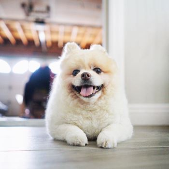 a small white dog laying on the floor
